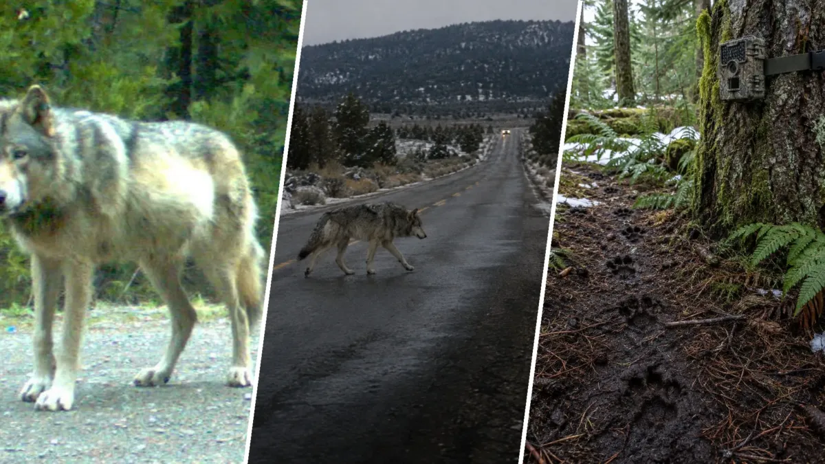 Nadie lo trajo: OR-7, el lobo que llegó caminando a una California sin lobos
