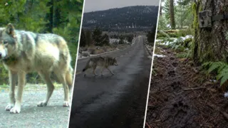 lobo or 7 llego solo a california hero