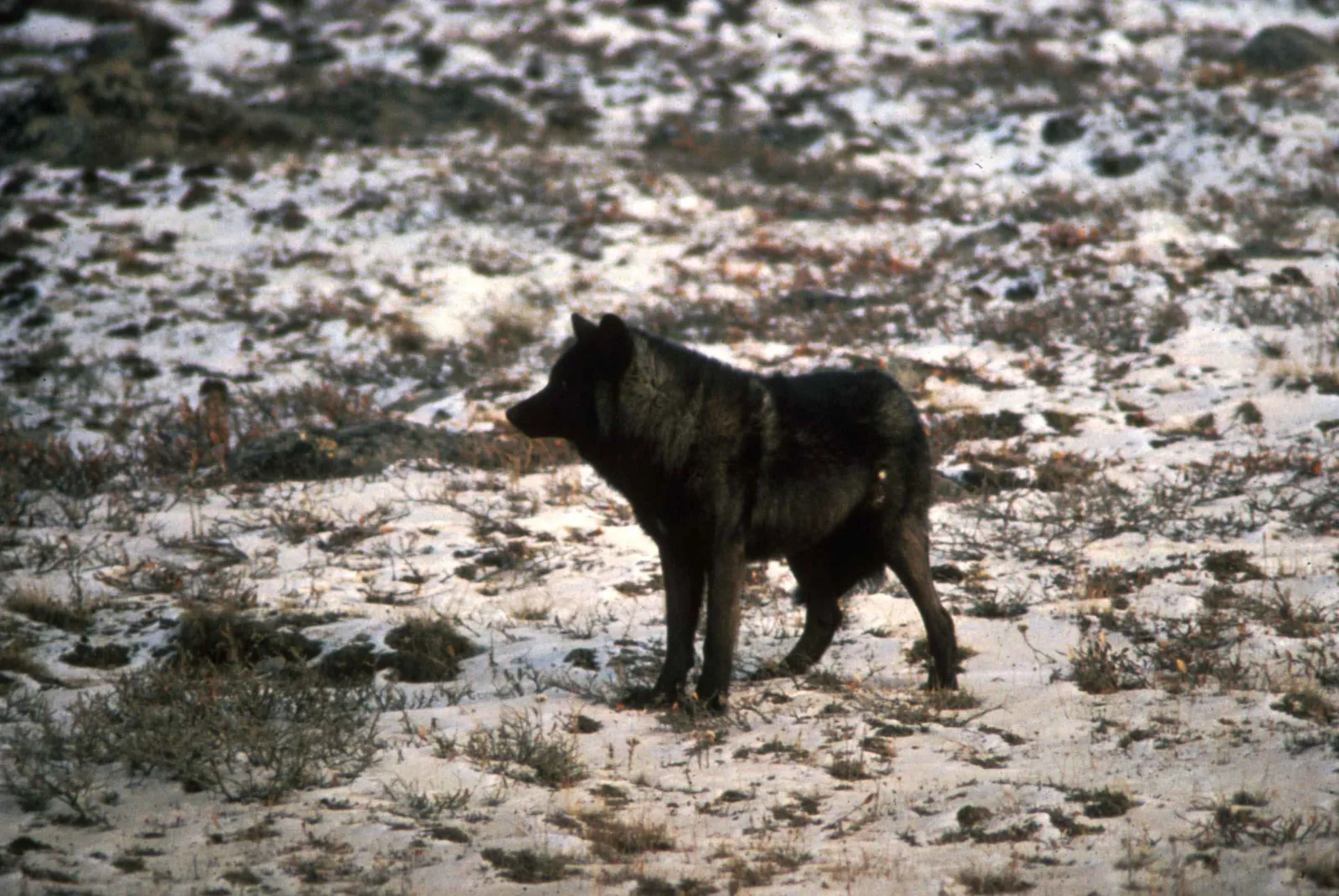 Fotografía de un lobo