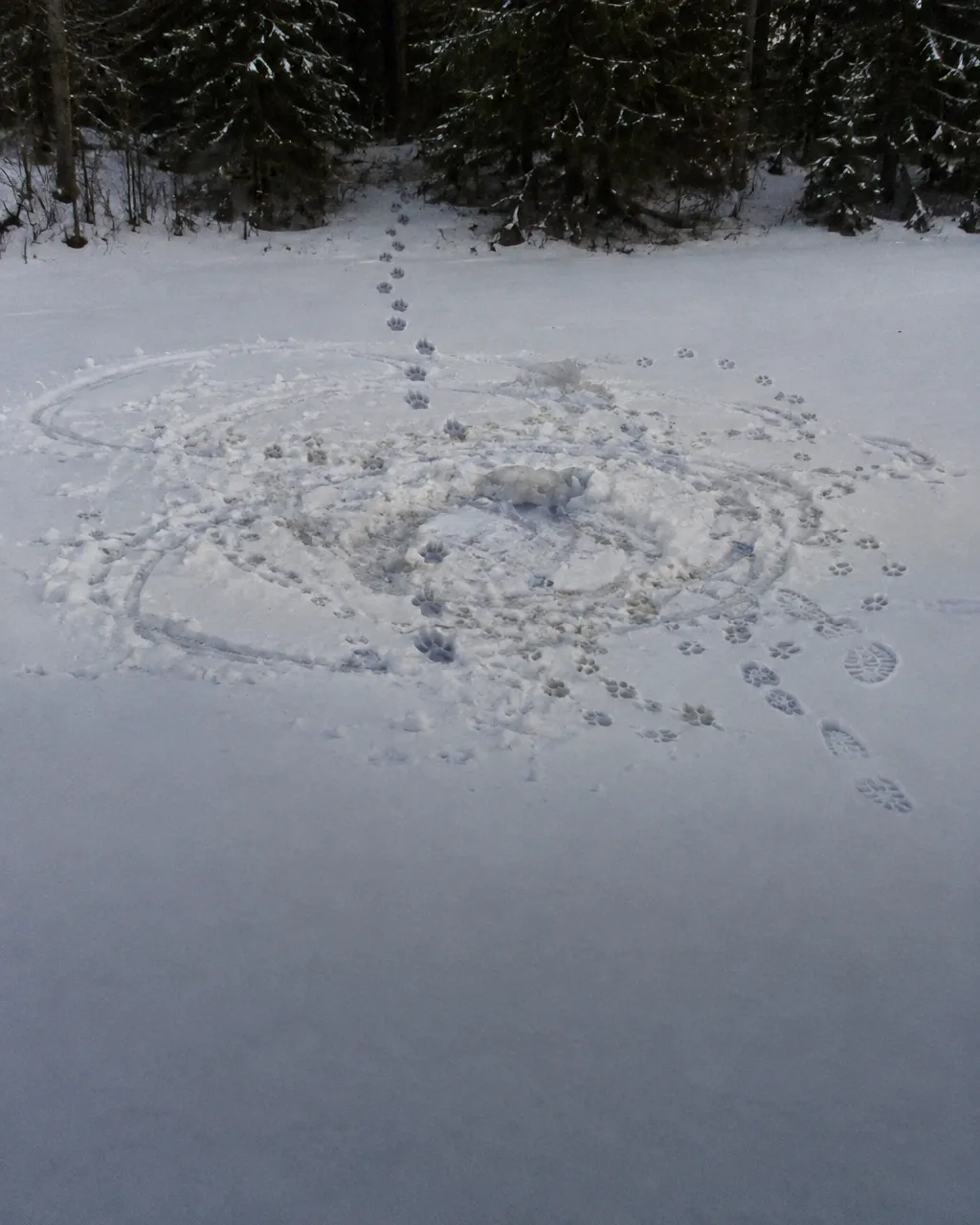 Huellas grandes y alargadas de lobo en línea recta junto a otras huellas sobre la nieve de un lago congelado