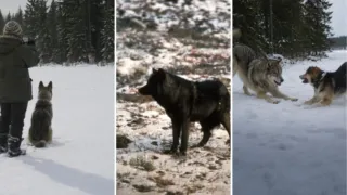 lobo romeo juneau jugaba con perros hero