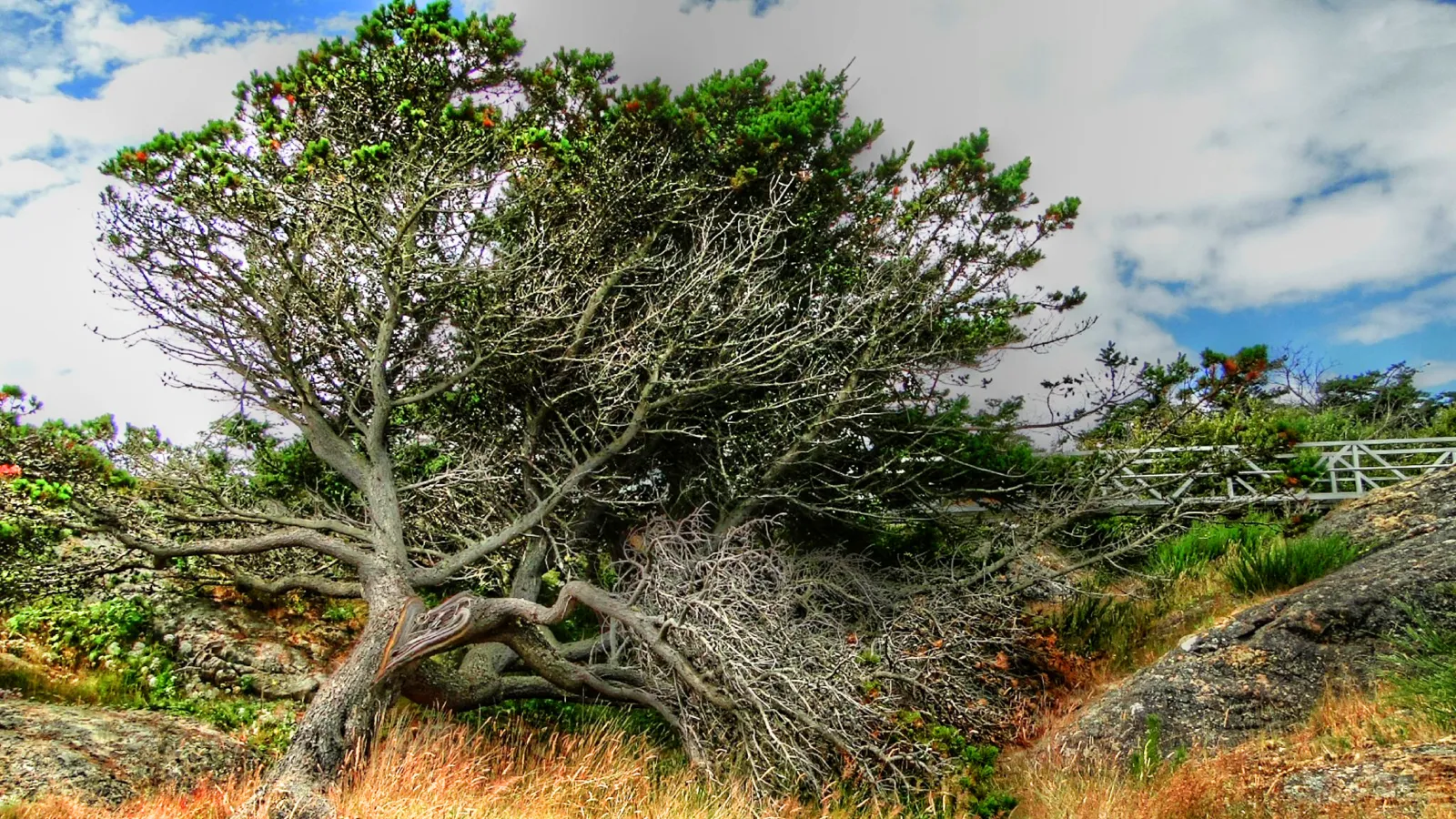 El lobo sin manada que vivió casi ocho años del mar, con una ciudad al otro lado del agua 2 Árboles torcidos por el viento y matorral costero en la isla Discovery, bajo un cielo con nubes