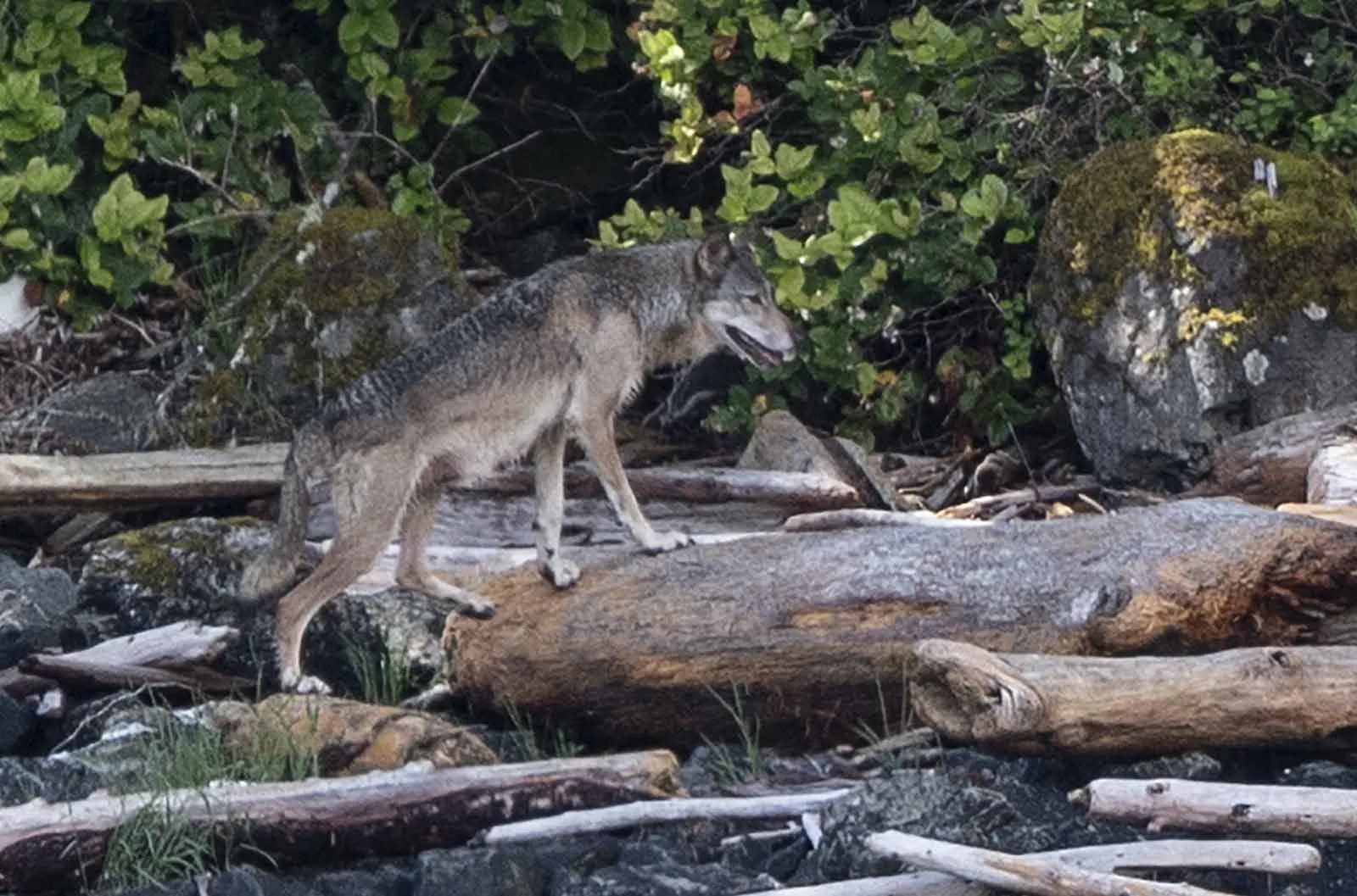 El lobo sin manada que vivió casi ocho años del mar, con una ciudad al otro lado del agua 3 Lobo gris salvaje caminando sobre troncos en una orilla rocosa de una isla costera
