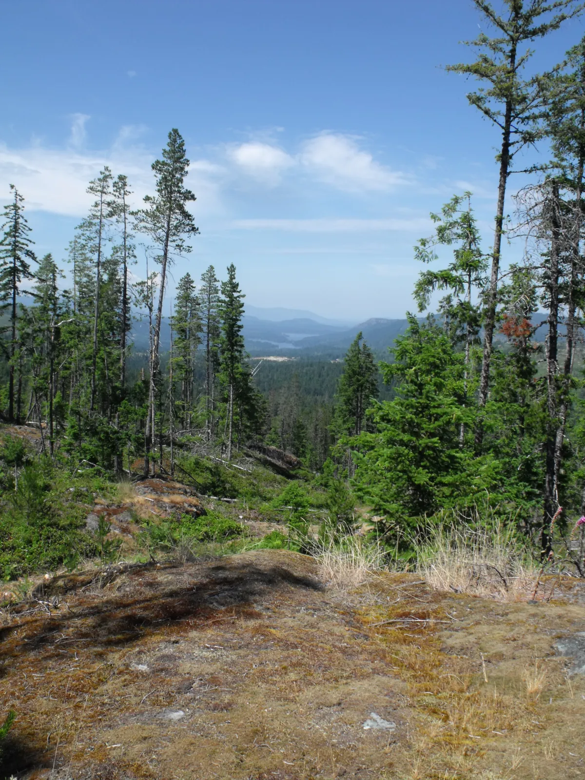 El lobo sin manada que vivió casi ocho años del mar, con una ciudad al otro lado del agua 5 Bosque de coníferas con Shawnigan Lake al fondo, visto desde Elkington Forest