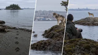 lobo takaya solo islas frente victoria hero