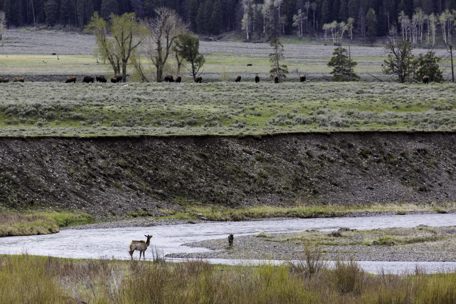 Escena del Parque Nacional Yellowstone, en Estados Unidos