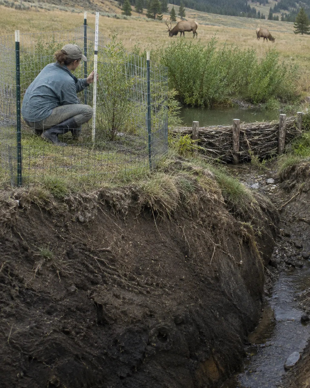 Un ecólogo con chaqueta de trabajo y botas de goma, agachado dentro de un cerco de malla metálica en la orilla de un arroyo