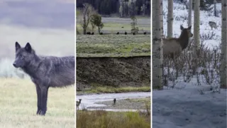 lobos de yellowstone cambiaron los rios hero