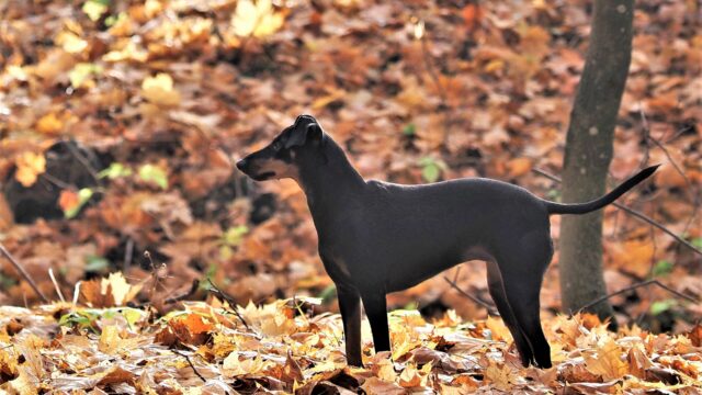 Manchester terrier negro y fuego de pie sobre hojas secas en un parque