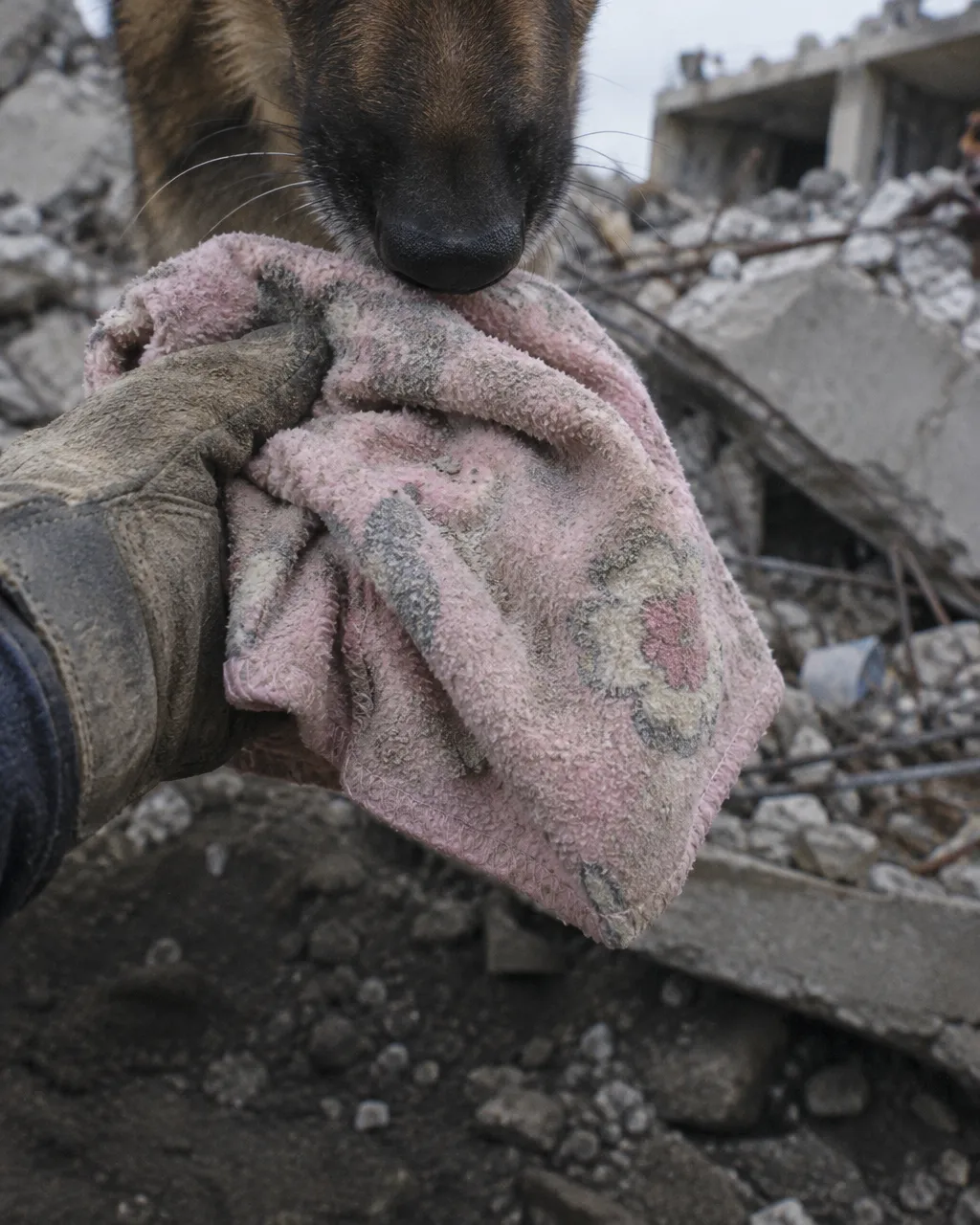 Más de tres días después del terremoto, un perro tenía una sola pista para hallar a una niña de 3 años: su manta 4 Primer plano de una manta infantil de vellón rosa pálido, gris por el polvo de concreto