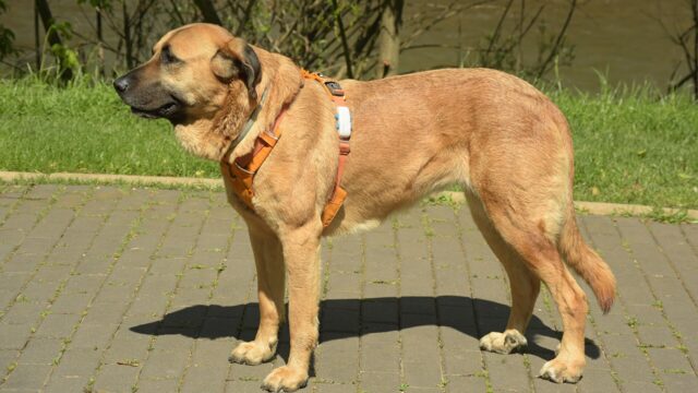 Mastín español leonado de pie y de perfil sobre un camino de piedra