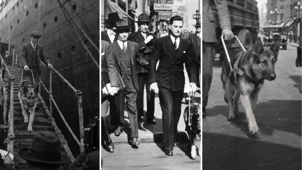 Nueva York, 1928: un periodista retó a un joven ciego a cruzar una avenida con su pastora alemana 1 Nueva York, 1928: un periodista retó a un joven ciego a cruzar una avenida con su pastora alemana