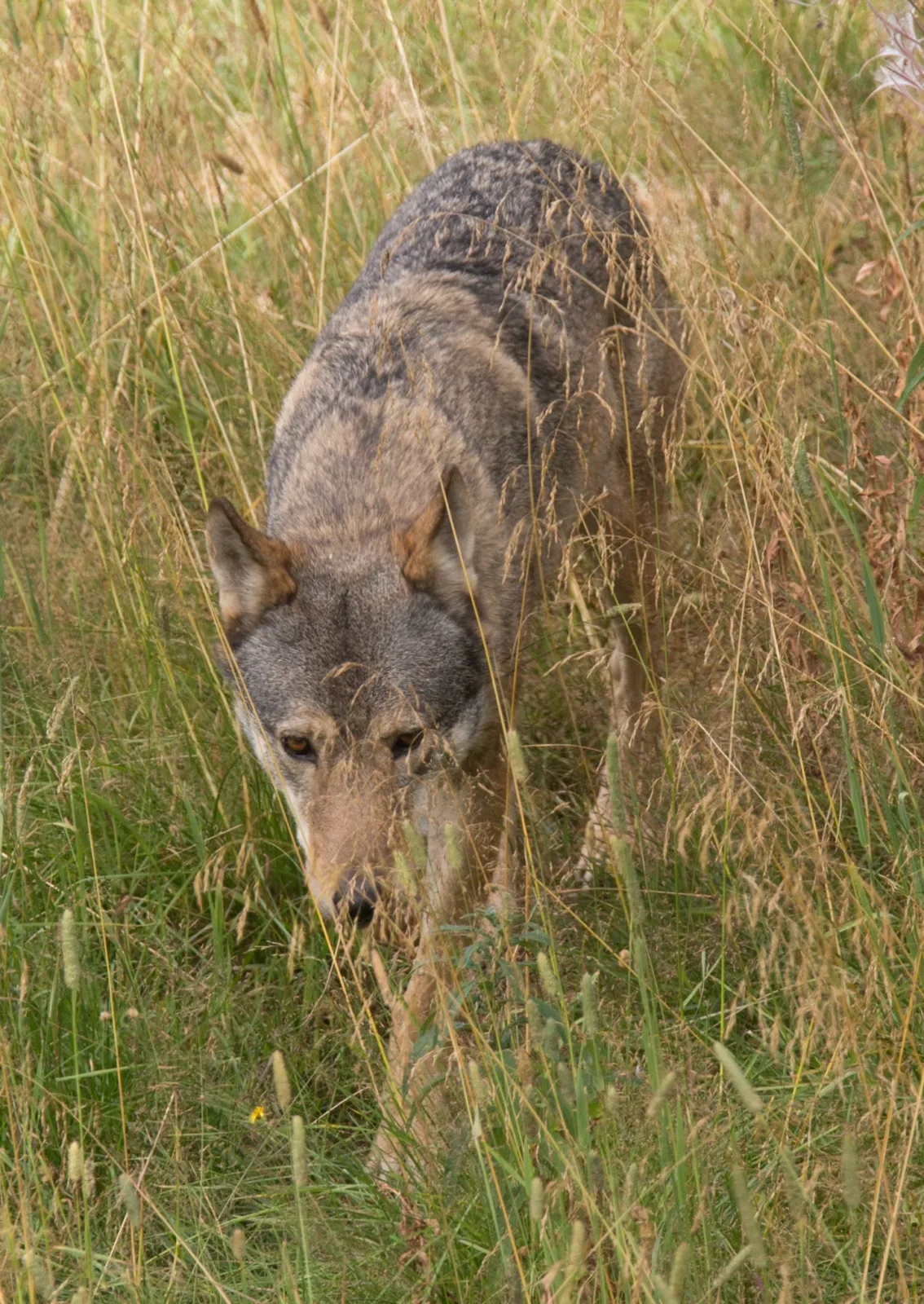 La primera loba de Flandes en más de un siglo esperaba crías. Después, las cámaras dejaron de verla 2 Un lobo gris, la especie de Naya