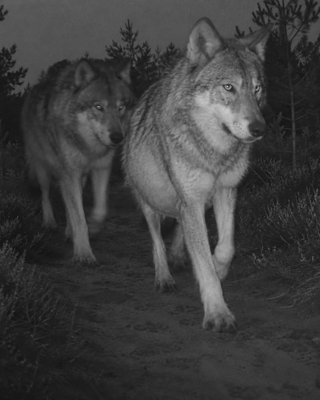 La primera loba de Flandes en más de un siglo esperaba crías. Después, las cámaras dejaron de verla 4 Fotograma infrarrojo en blanco y negro: una loba de vientre abultado y sin collar camina en primer plano por un camino arenoso entre brezos, con otro lobo detrás