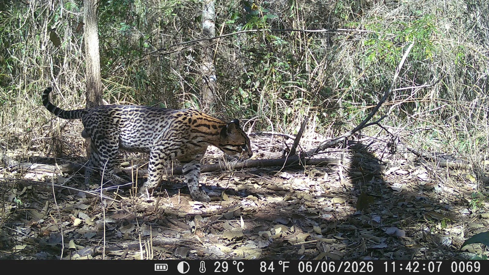 Quedan menos de cien ocelotes en Estados Unidos, y unos ganaderos de Texas guardaron una parte de ellos 2 Un ocelote macho de pelaje manchado cruza el monte frente a una cámara trampa