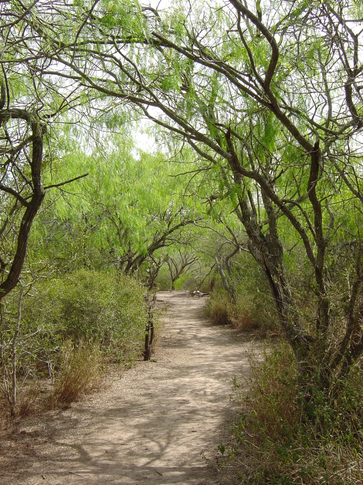 Quedan menos de cien ocelotes en Estados Unidos, y unos ganaderos de Texas guardaron una parte de ellos 4 Un sendero de tierra que se mete en un matorral denso de mezquites
