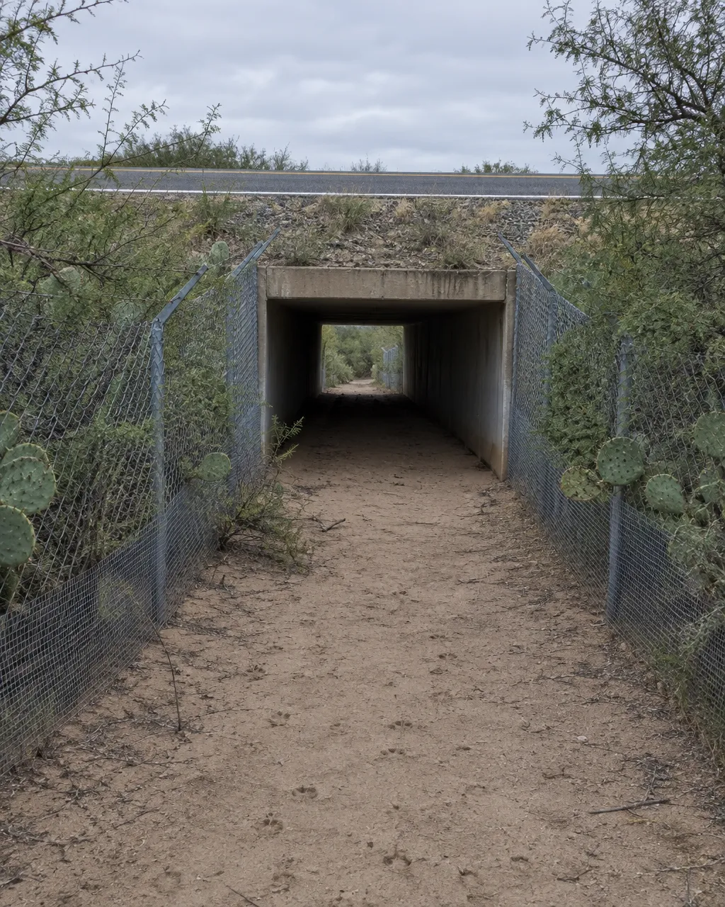Quedan menos de cien ocelotes en Estados Unidos, y unos ganaderos de Texas guardaron una parte de ellos 5 Un paso de fauna de concreto bajo el terraplén de una carretera rural de dos carriles, con una cerca de malla que se cierra hacia la entrada entre mezquites y nopales