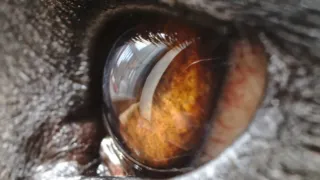 ojo de perro primer plano