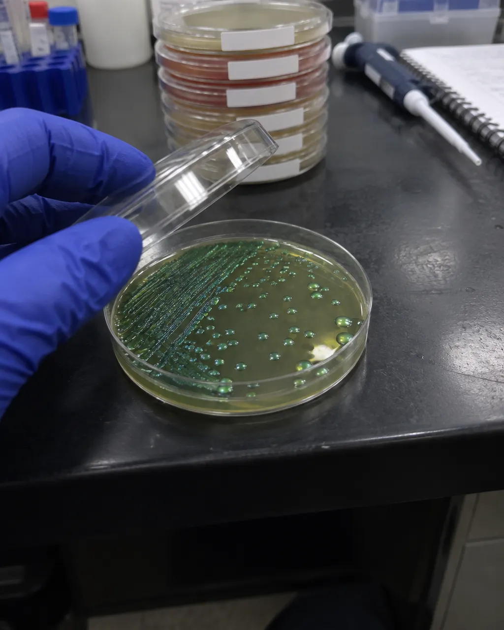 Las patas de tu perro huelen a nachos, y ese olor está vivo 5 Mano enguantada levanta la tapa de una placa de Petri con colonias bacterianas brillantes sobre una mesa de laboratorio, con más placas al fondo