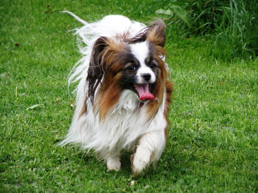 Razas de perros pequeños: 35 razas con su tamaño, carácter y cuidados 4 Papillón blanco y marrón corriendo por el pasto con las orejas abiertas