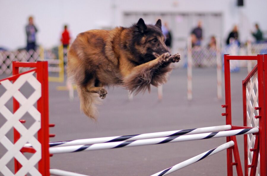 Pastor belga: variedades, carácter y esperanza de vida 4 Pastor belga tervueren leonado saltando una valla en una competencia de agility