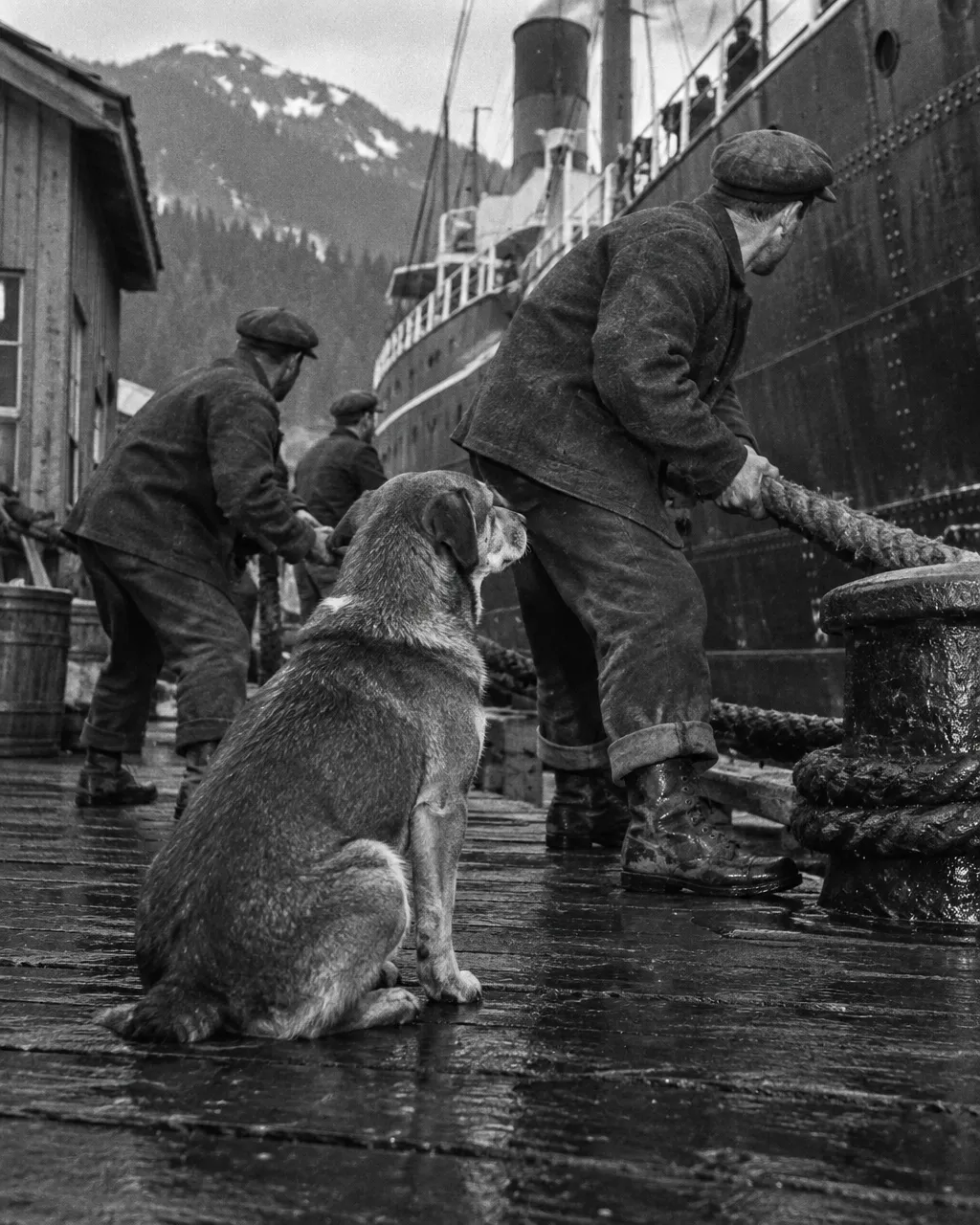Patsy Ann, la perra sorda que sabía a qué muelle de Juneau llegaría cada barco 4 Estibadores con gorra plana y abrigos de lana trabajan en un muelle de madera mientras amarran un vapor costero, en blanco y negro