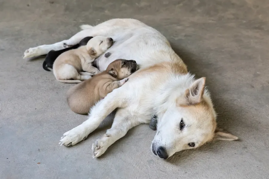 Una perra blanca descansa tumbada en el suelo con sus cachorros acurrucados contra el vientre