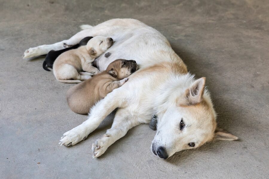 Cuidados del cachorro: guía de su primer año, mes a mes 3 Perra blanca echada en el suelo con sus cachorros junto a ella