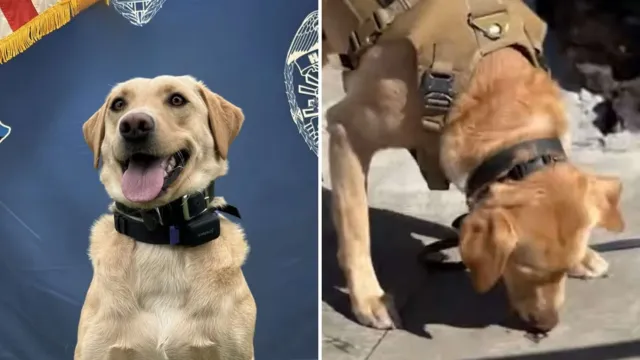 Llevaba más de un día perdido cerca de un volcán, y la búsqueda quedó en la nariz de una labradora