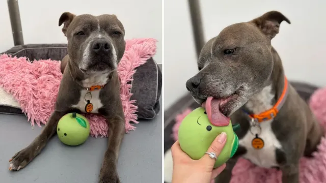 Todos sus cachorros encontraron casa; Rose espera con una manzana de peluche