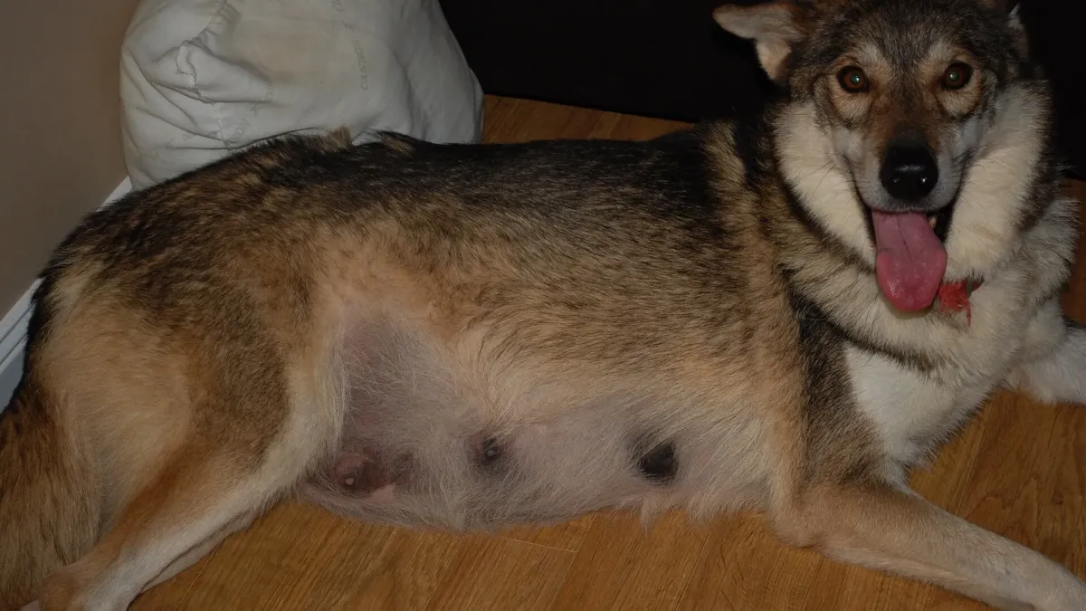 Una perra preñada de pelo gris y canela, tumbada en un piso de madera, con la barriga y los pezones crecidos