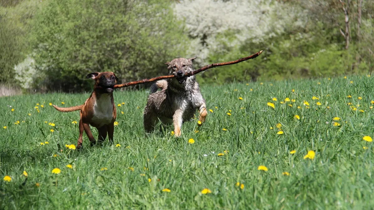 Cómo quitar las garrapatas a un perro: paso a paso, qué no usar y cómo prevenirlas 1 Una perra bóxer y una perra mestiza de pastor corren por un prado verde con flores amarillas, sujetando entre las dos un palo largo