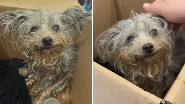 Una perrita de 2 kilos lloraba junto al ducto de basura y no podía moverse