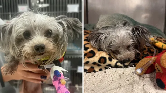 Tyra no podía moverse junto a un ducto de basura en el Bronx: sus radiografías contaron por qué