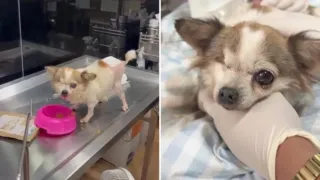 perrita abandonada selva gigi hero