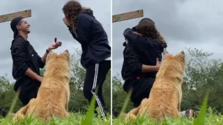 perrita propuesta de matrimonio brasil hero
