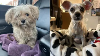 perrita rescatada st louis leilani hero