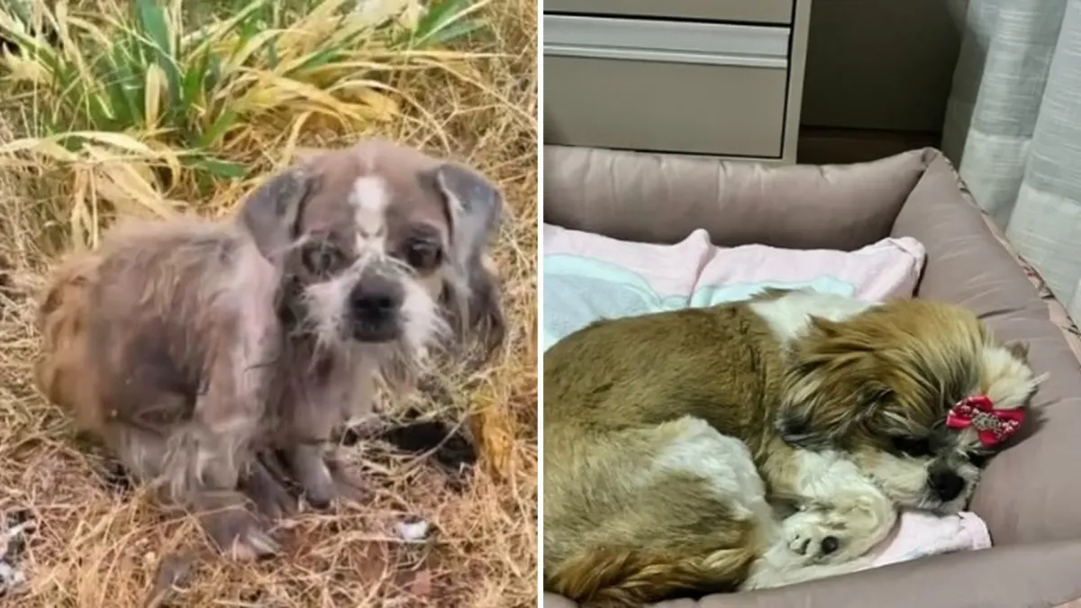 Abandonada entre buitres en un basurero de Brasil, Jasmin necesitaba más que un rescate