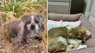 perrita rodeada de buitres brasil hero