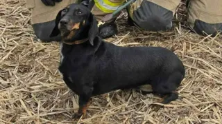 perrita salchicha atrapada tubo bajo tierra hero