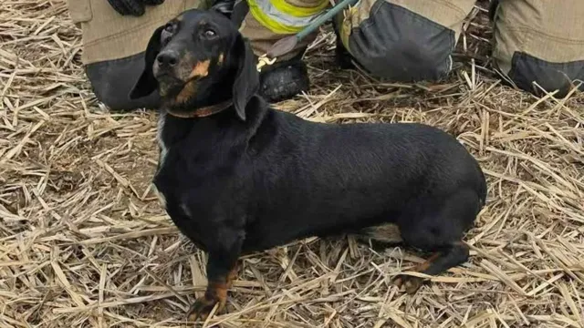 Minny desapareció en un segundo y su ladrido salía de un tubo bajo tierra