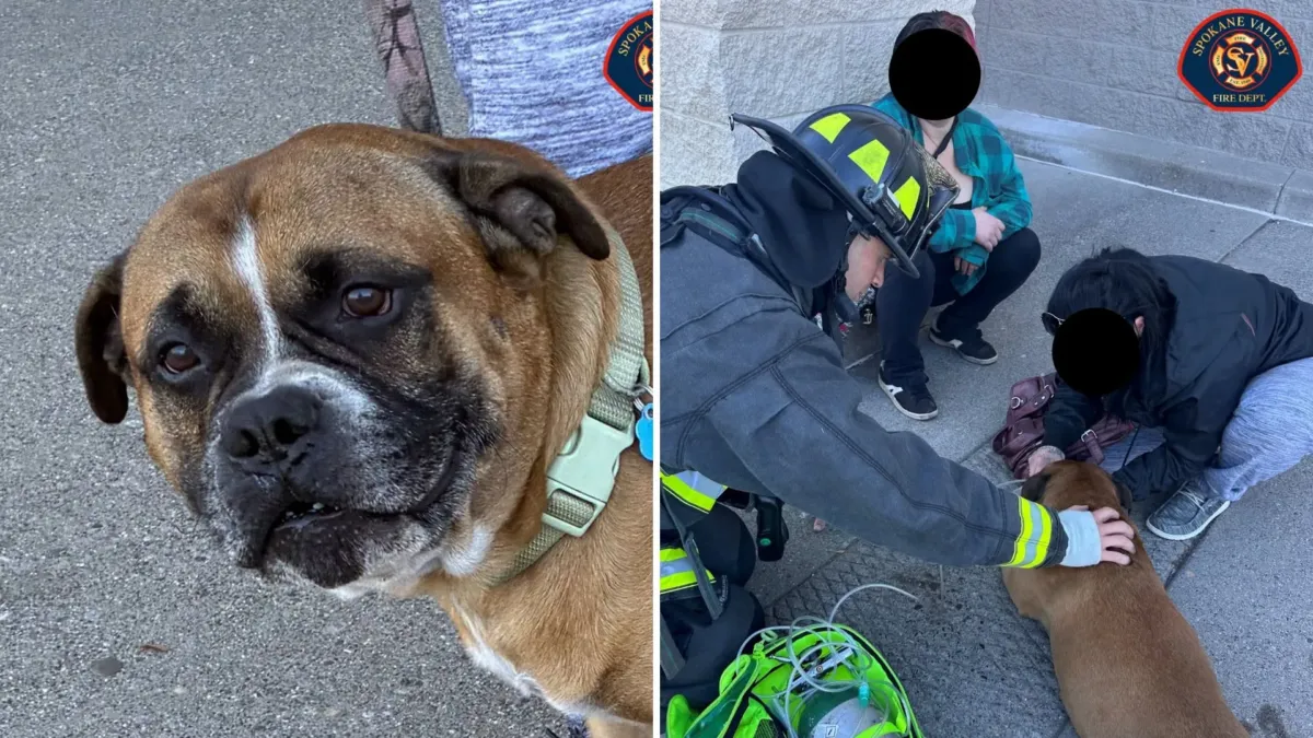 Un perro se refugió en el fondo de un auto en llamas mientras su dueño hacía las compras 1 Un perro se refugió en el fondo de un auto en llamas mientras su dueño hacía las compras