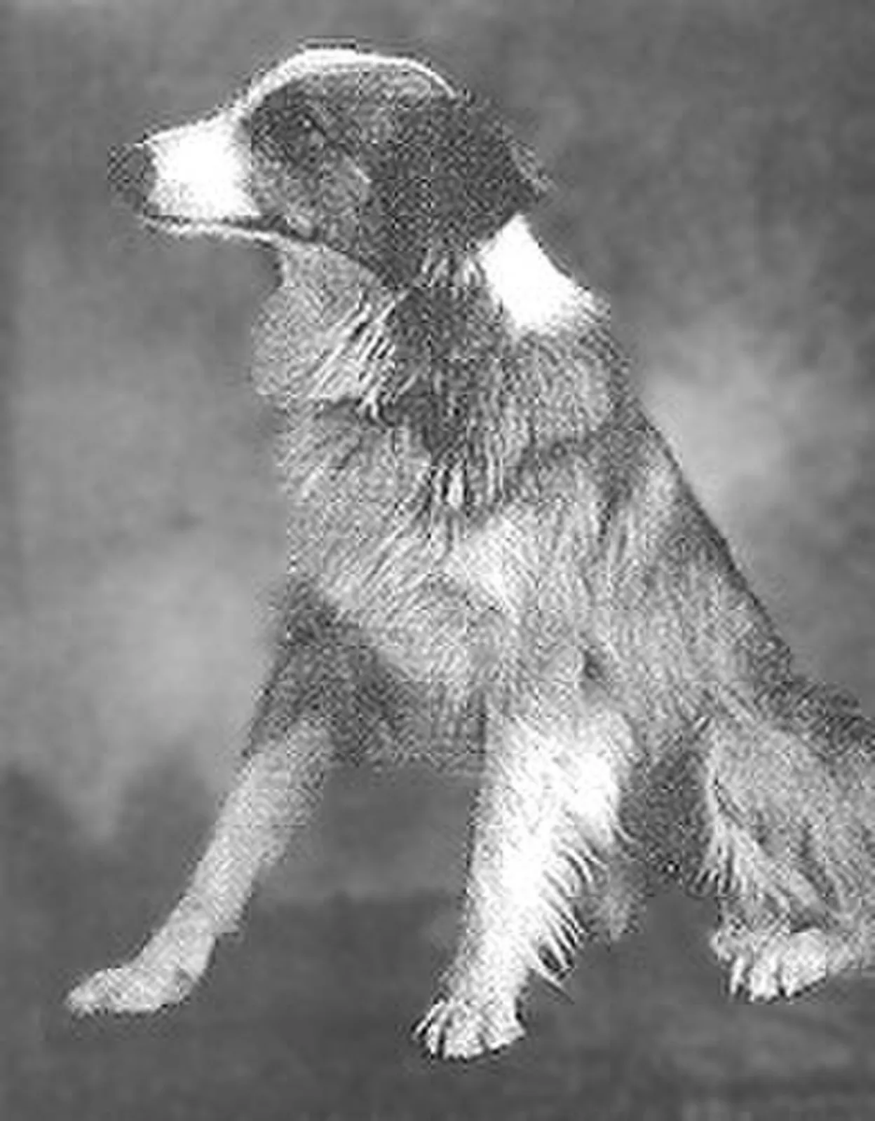 Lo perdieron en Indiana y seis meses después apareció solo en Oregón: la travesía del perro Bobbie 3 Fotografía de época de Bobbie, el collie mestizo de la familia Brazier