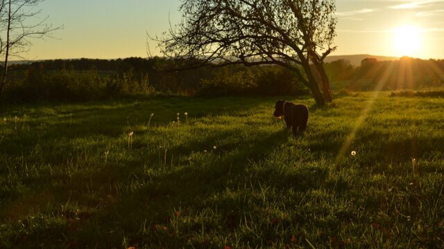 Un perro camina por un prado verde al atardecer, con el sol bajo detrás de los árboles