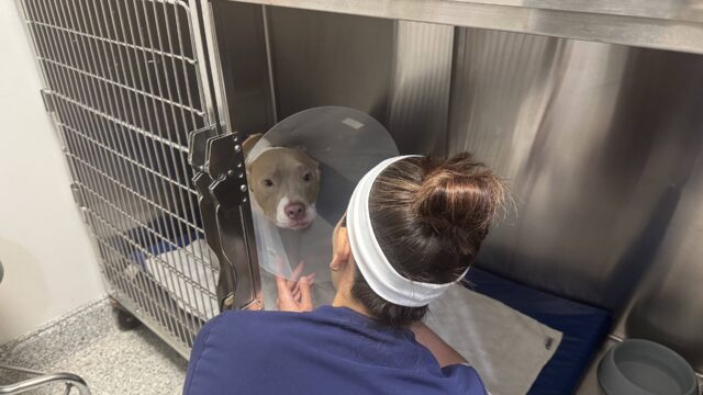 Una cuidadora atiende a un perro con collar isabelino junto a una jaula metálica de una clínica veterinaria