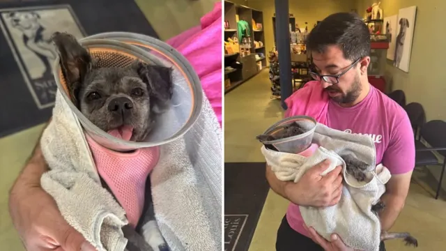 Un cartero encontró a un perro con la mandíbula rota, y su veterinaria se animó a algo que solo había hecho una vez
