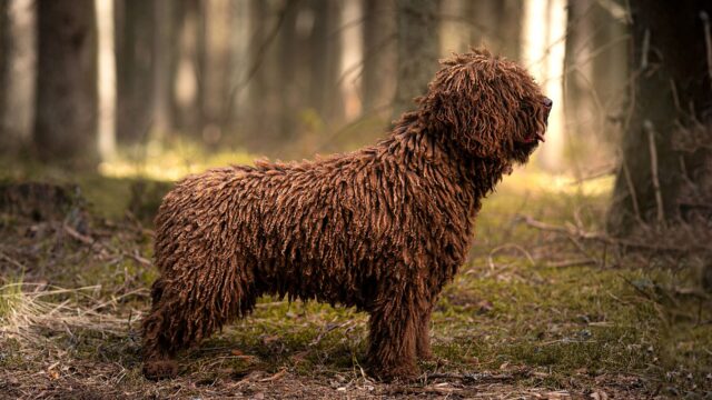 Perro de agua español marrón con el pelo en cordones, de pie y de perfil en un bosque