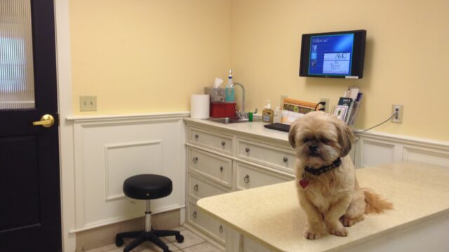 Un perro shih tzu sentado sobre la mesa de un consultorio veterinario