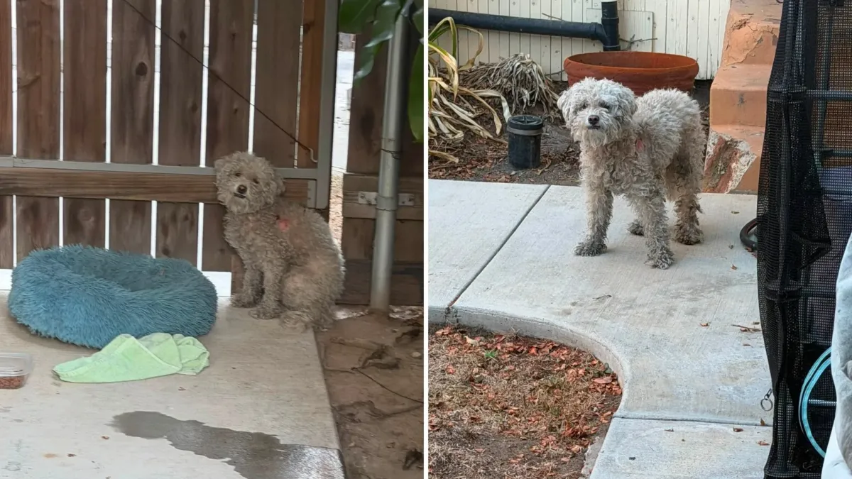 Un perro herido, solo en medio de un parque: ¿quién iba a verlo? 1 Un perro herido, solo en medio de un parque: ¿quién iba a verlo?