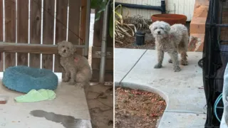 perro herido solo en un parque hero